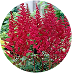 Astilbe